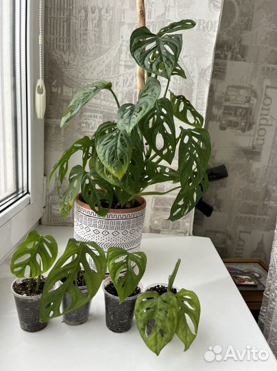 Монстера манки маск