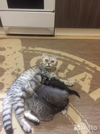 Шотландская кошка