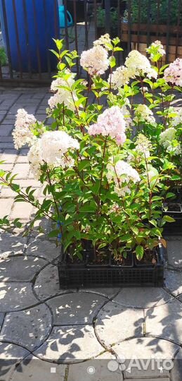 Гортензия Самарская Лидия