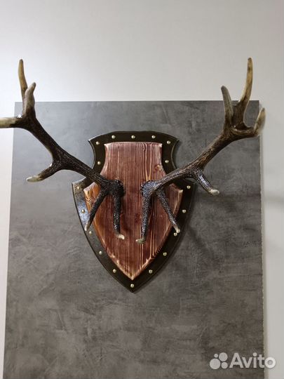 Продам рога оленя