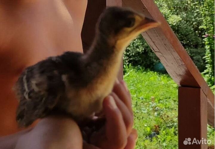 Продаются павлинята