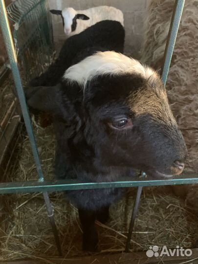 Ягнята ярки бараны