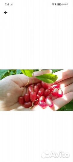 Лох многоцветковый (Гумми)