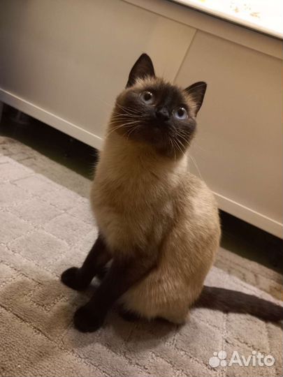 Кошка сиамская