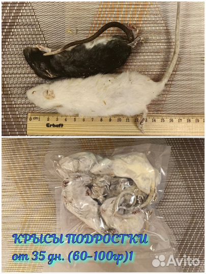 Кормовые мыши, крысы, черви, свечки (заморозка )