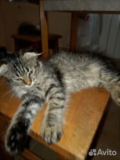 Котята в добрые руки девочки