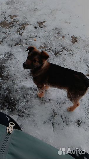 Собака в добрые руки щенок