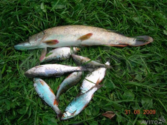 Участок 5 сот. (СНТ, ДНП)