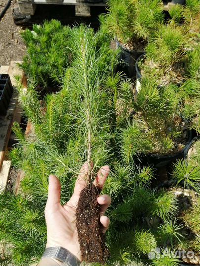 Сосна обыкновенная продажа от 4 шт
