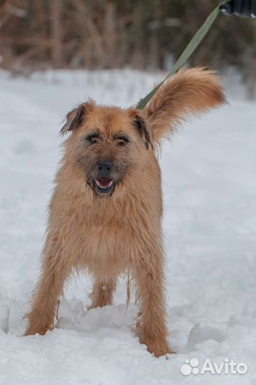 Лохматый молодой Кокос в поисках любящей семьи