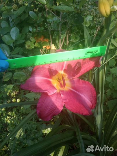 Лилейник много сортов