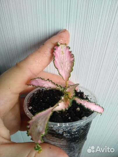 Фиттонии, пеперомия и другие