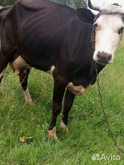 Корова дойная