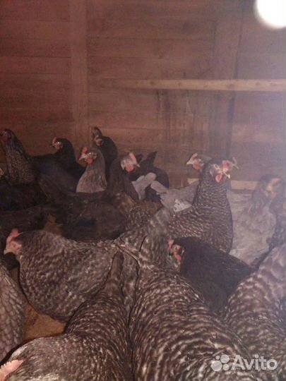 Молодок и куры