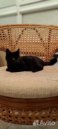 Коьенок девочка