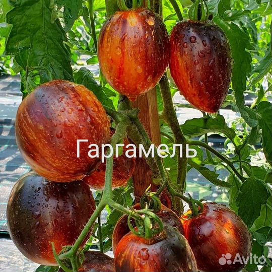 Семена томатов