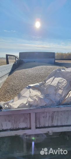 Зерно ячмень, пшеница