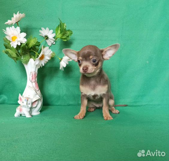 Лиловые чихуахуа