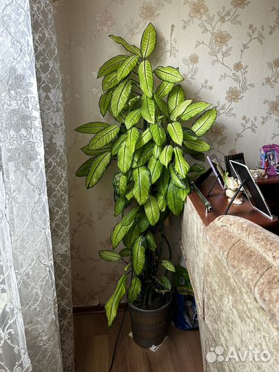 Диффенбахия