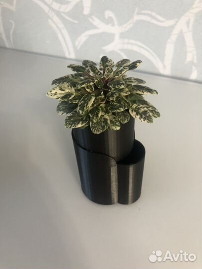 Сортовые фиалки