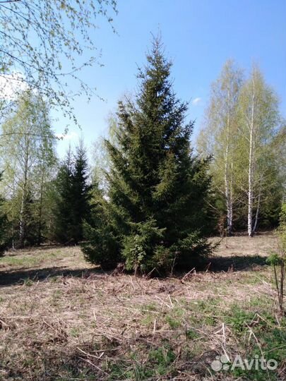 Саженцы деревья крупномеры ель сосна