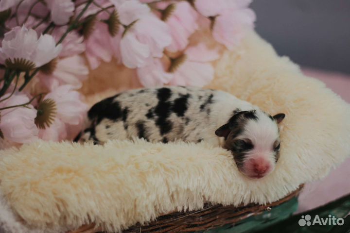 Щенки аусси