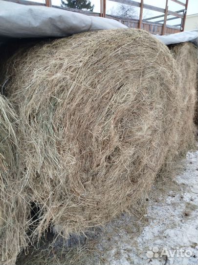 Продам сено в рулонах