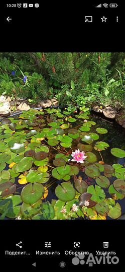Кувшинки для пруда