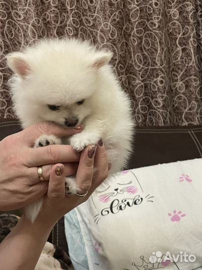 Малый немецкий шпиц