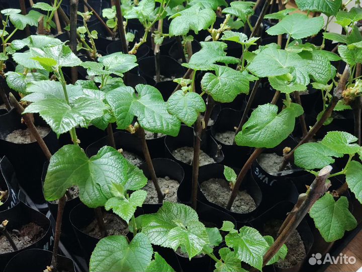 Саженцы винограда