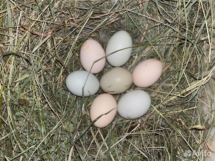 Инкубационное яйцо