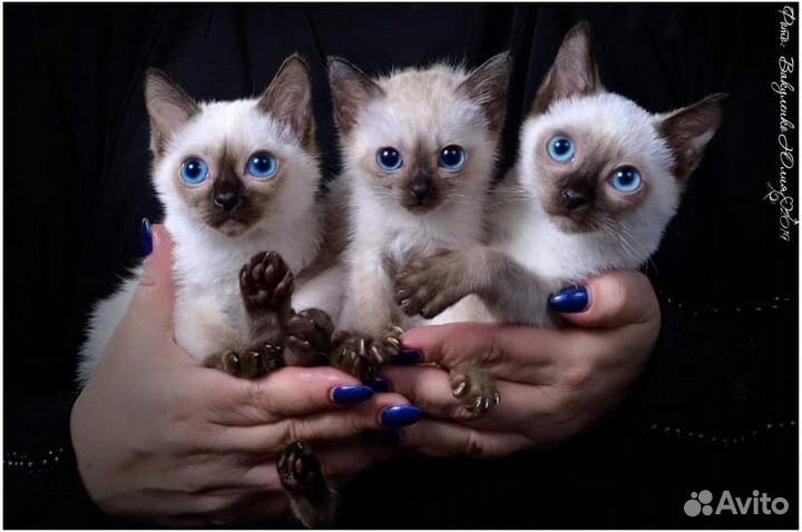 Котик той боб