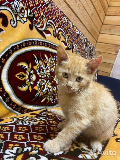 Котята в добрые руки бесплатно