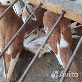 ВОЕННО-ГОЛУБИНАЯ СВЯЗЬ В КРАСНОЙ АРМИИ НАКАНУНЕ И В ГОДЫ ВЕЛИКОЙ ОТЕЧЕСТВЕННОЙ ВОЙНЫ