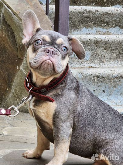 Лиловый парень