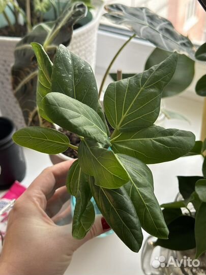 Фикус Андрей (Андрэ) детки