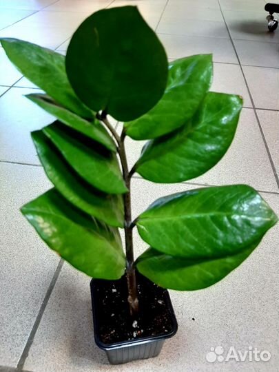 Замиокулькас (долларовое дерево). Комнатные цветы