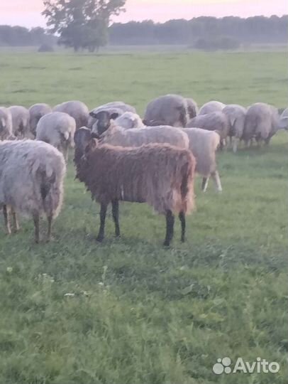 Овцы и быки