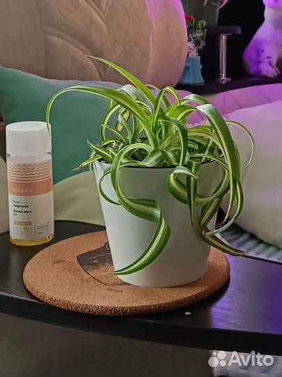 Хлорофитум кудрявый