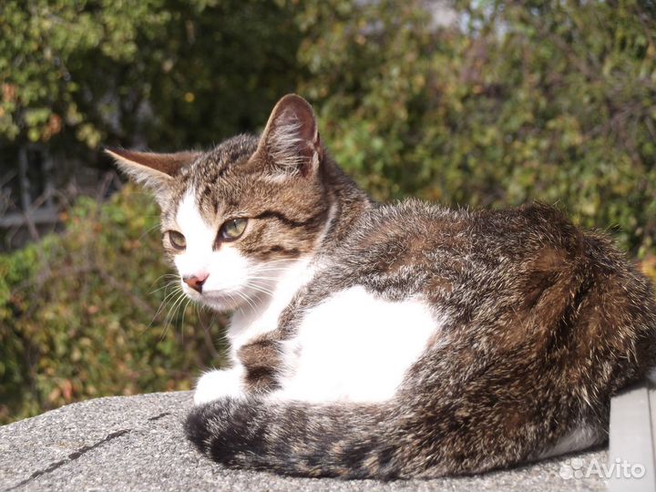 Котята ищут дом