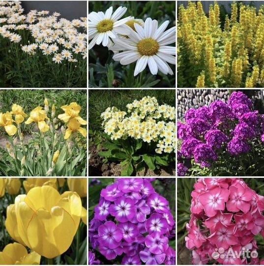 Многолетние растения, цветы