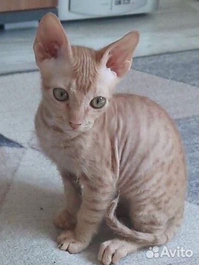 Донской сфинкс котенок