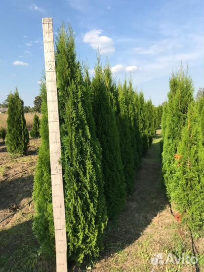 Туя Брабант из питомника
