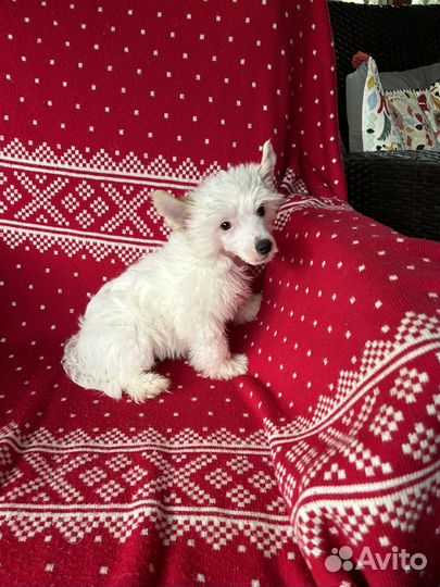 Китайская хохлатая