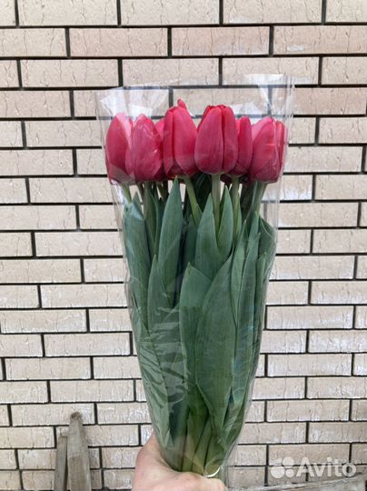 Тюльпаны