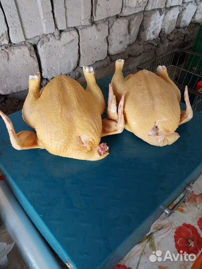 Мясо домашних кур-бройлеров Халяль