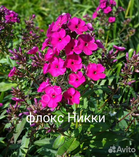 Сортовые флоксы, флокс Гений