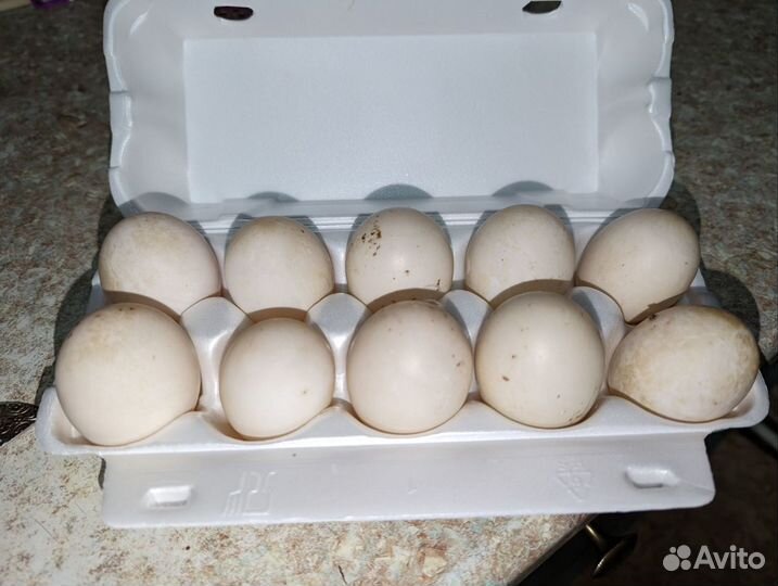 Утиные яйца инкубационное