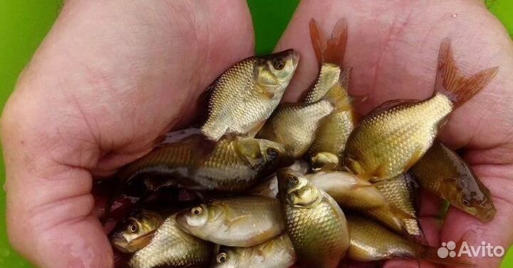 Живец для рыбалки