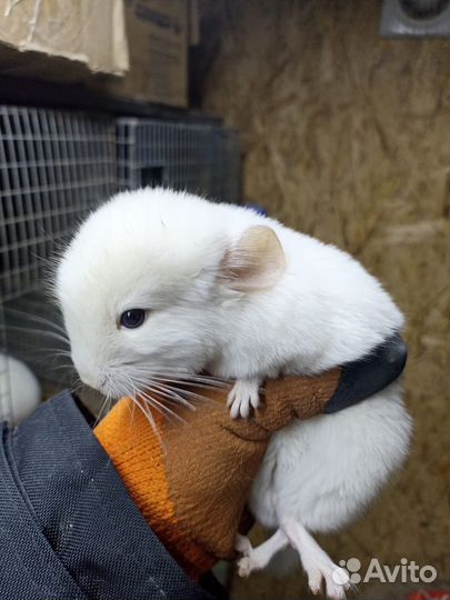 Шиншилла